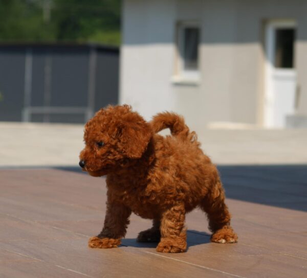 Hans Miniature Poodle