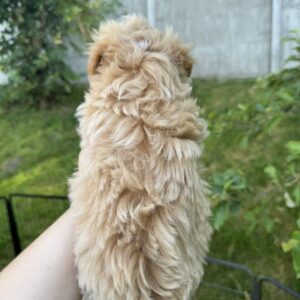 Harry Maltipoo