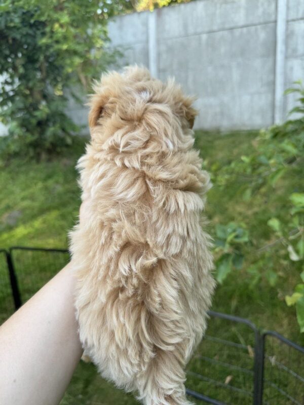 Harry Maltipoo