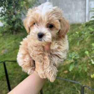Harry Maltipoo