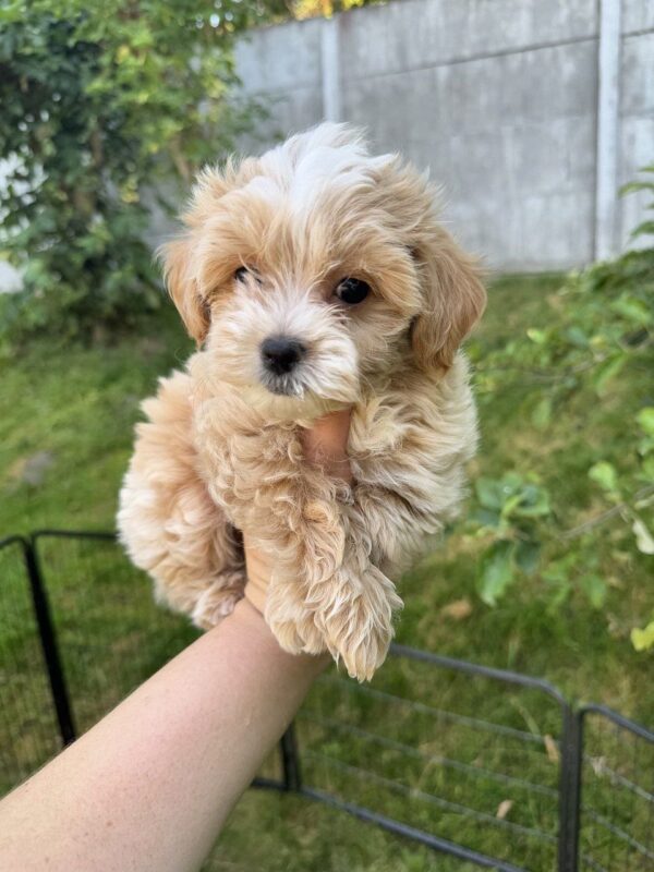 Harry Maltipoo