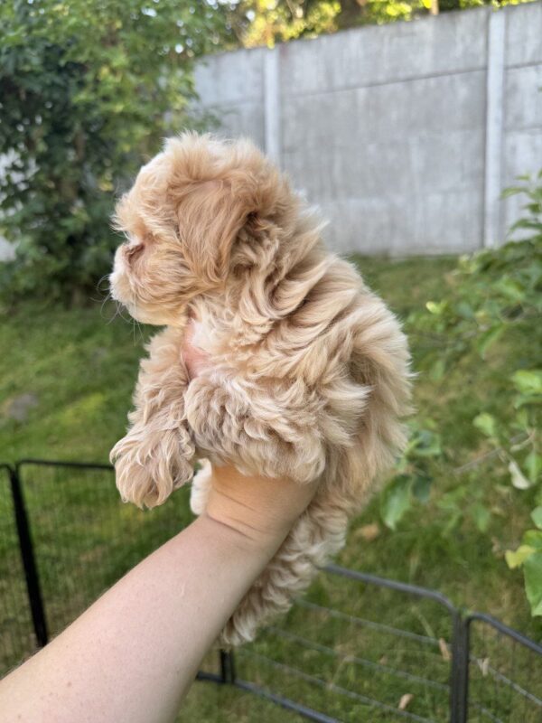 Harry Maltipoo