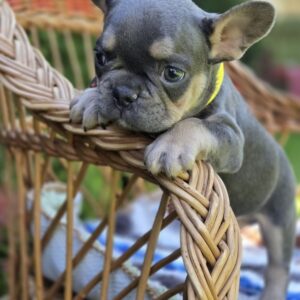 Hassan French Bulldog