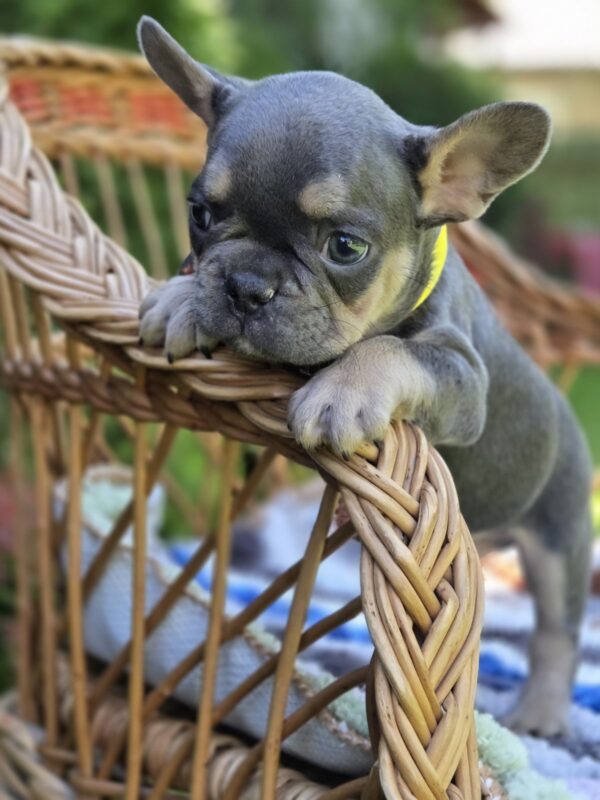Hassan French Bulldog