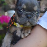 Hassan-male-french-bulldog-puppy-for-sale-1 (2)
