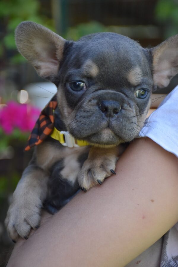 Hassan French Bulldog
