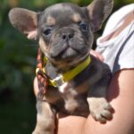 Hassan-male-french-bulldog-puppy-for-sale-1 (3)