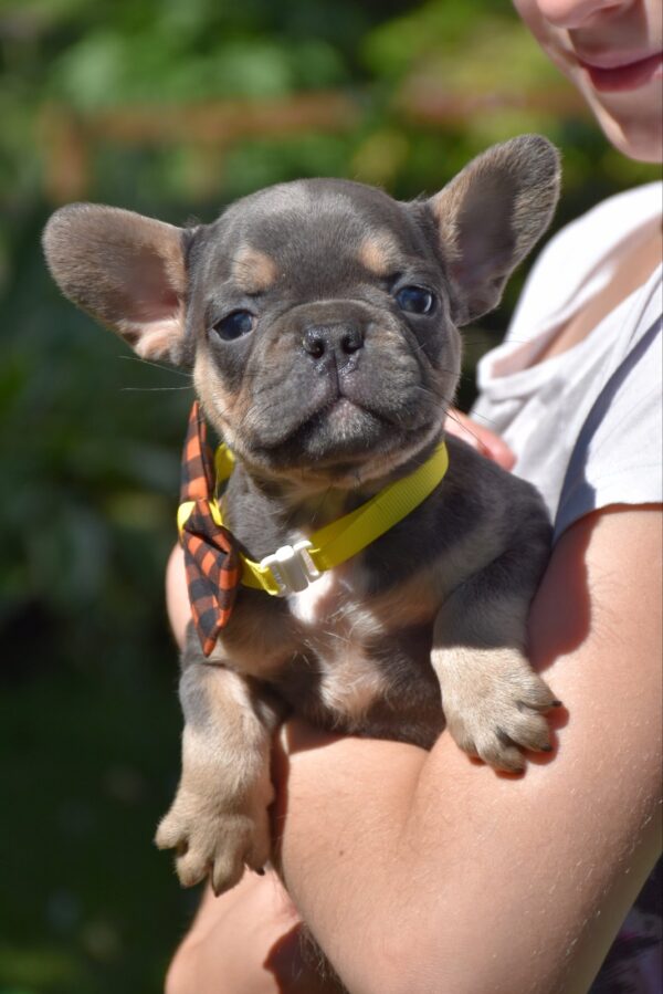 Hassan French Bulldog