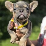 Hassan-male-french-bulldog-puppy-for-sale-1 (4)