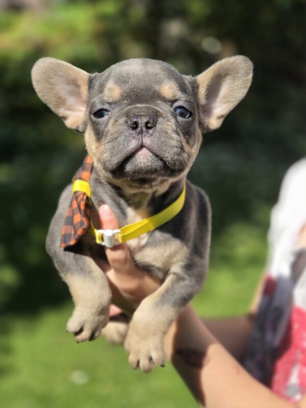 Hassan French Bulldog
