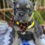 Hassan-male-french-bulldog-puppy-for-sale-1 (5)
