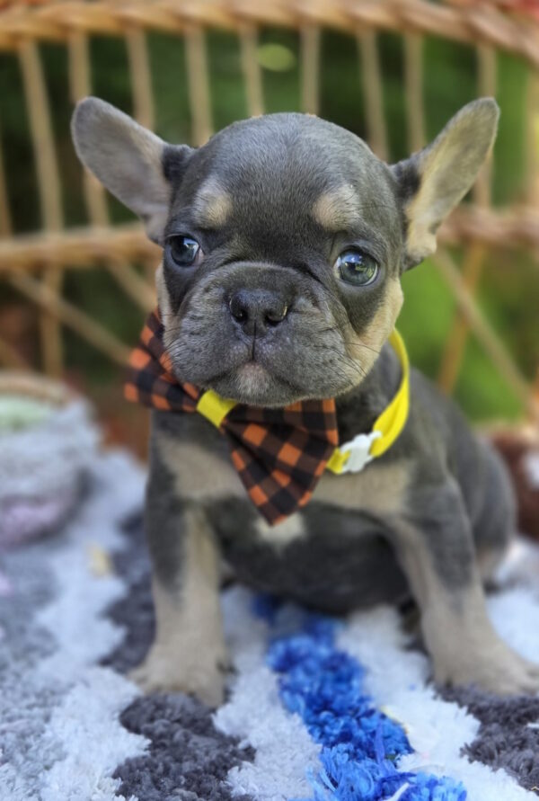 Hassan French Bulldog