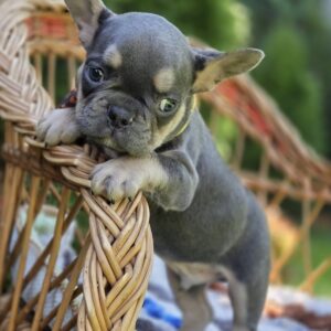 Hassan French Bulldog