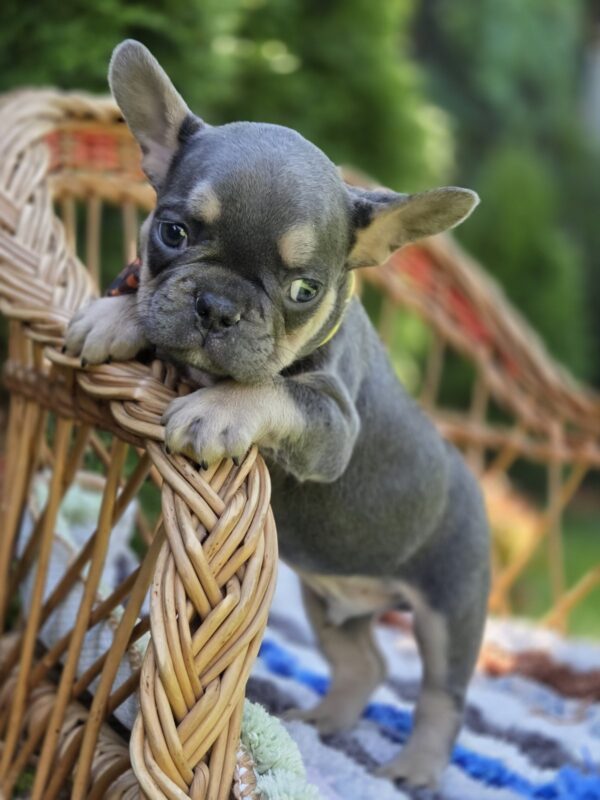 Hassan French Bulldog