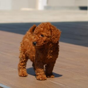 Heron Miniature Poodle