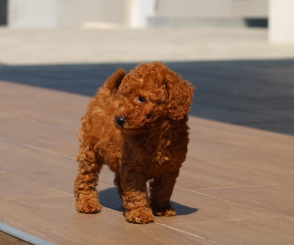 Heron Miniature Poodle
