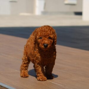 Heron Miniature Poodle
