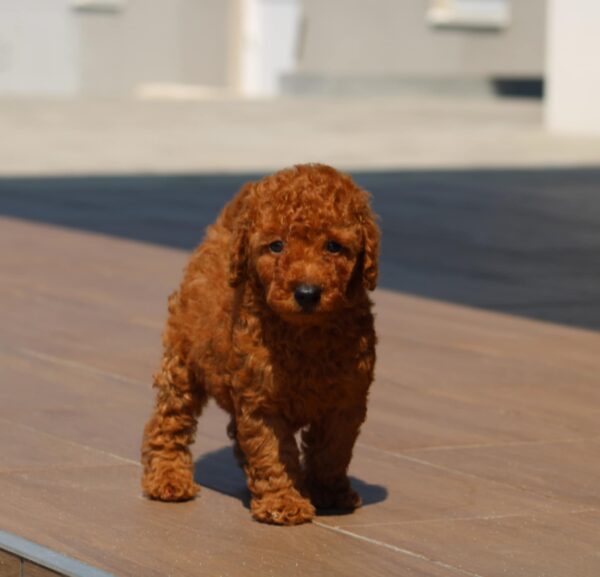 Heron Miniature Poodle