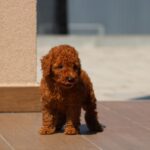 Heron-male-miniature-poodle-puppy-for-sale-1 (3)