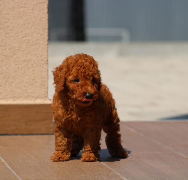 Heron Miniature Poodle