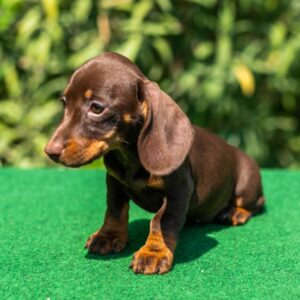 Hope Miniature Dachshund