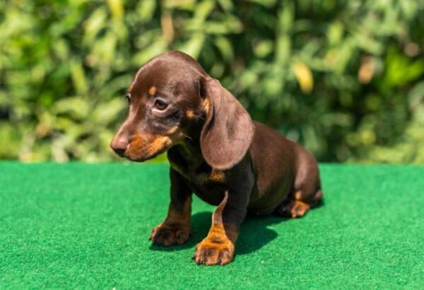 Hope Miniature Dachshund
