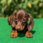 Hope-female-minaiture-dachshind-puppy-for-sale- (2)