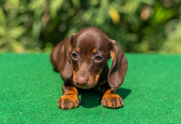 Hope Miniature Dachshund