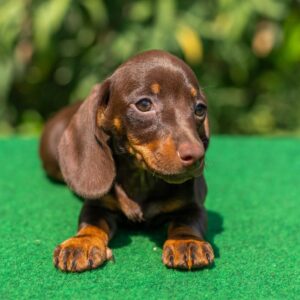 Hope Miniature Dachshund