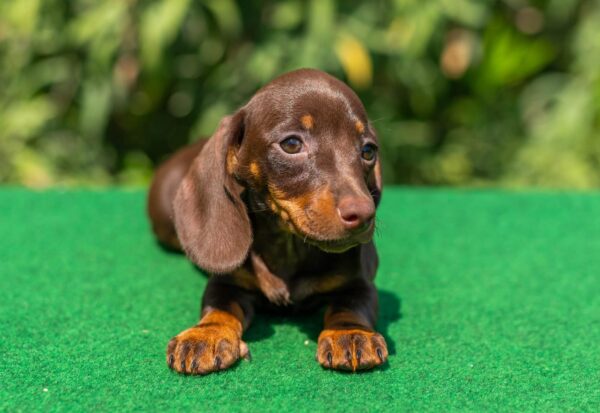 Hope Miniature Dachshund