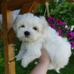 Hoppy-male-Maltese-puppy-for-sale-1