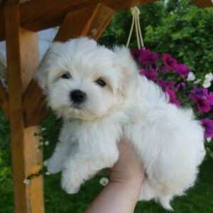 Hoppy Maltese