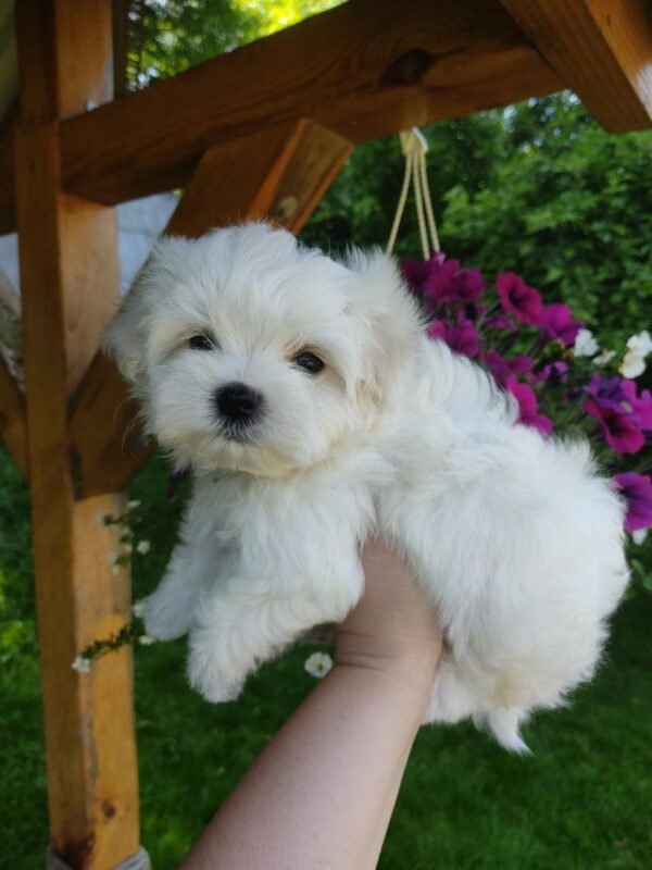 Hoppy Maltese