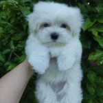 Hoppy-male-Maltese-puppy-for-sale-2