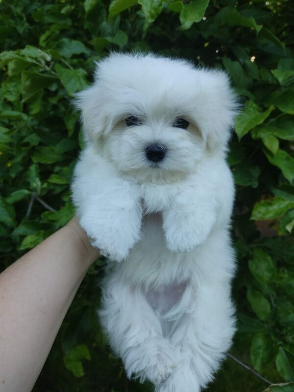 Hoppy Maltese