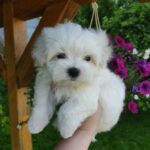 Hoppy-male-Maltese-puppy-for-sale-3