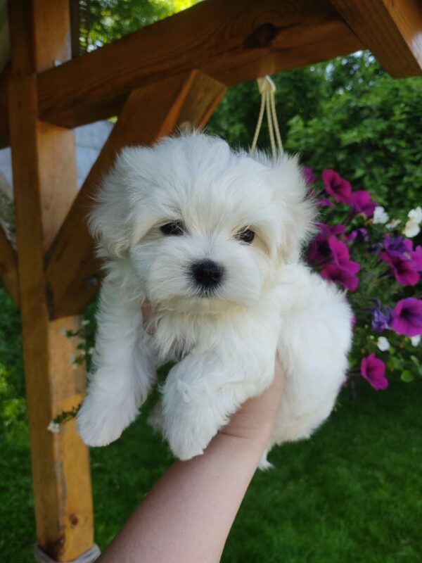 Hoppy Maltese