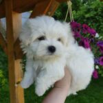 Hoppy-male-Maltese-puppy-for-sale-4