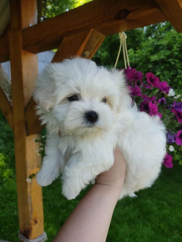 Hoppy Maltese