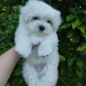 Hoppy Maltese