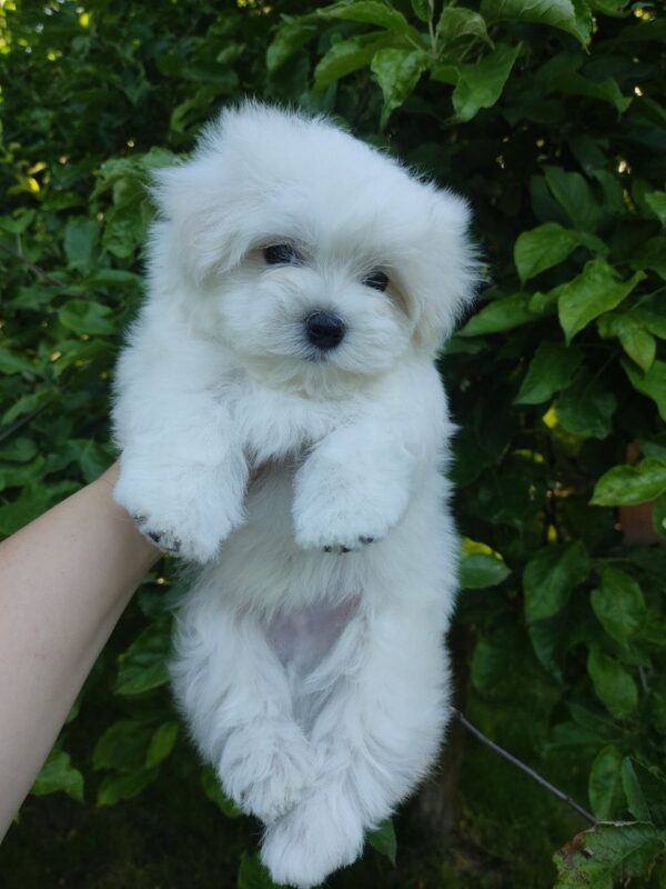 Hoppy Maltese