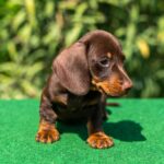 Hulk-miniature-dachshund-puppy-for-sale- (1)
