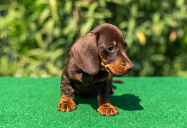 Hulk Miniature Dachshund