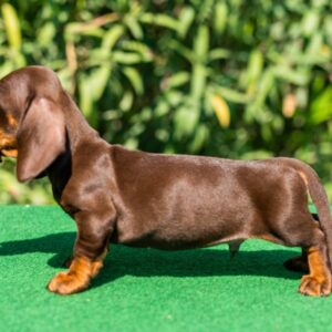 Hulk Miniature Dachshund