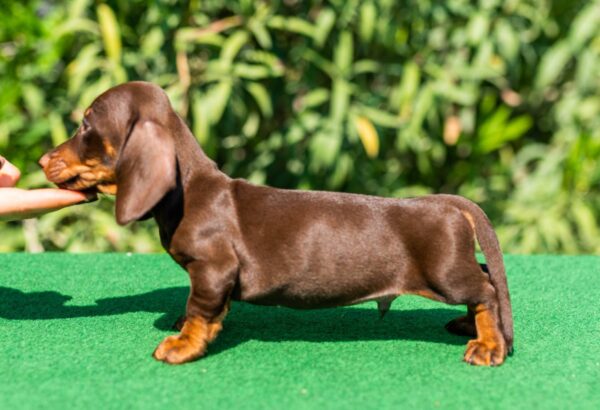 Hulk Miniature Dachshund