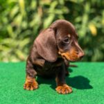 Hulk-miniature-dachshund-puppy-for-sale- (3)