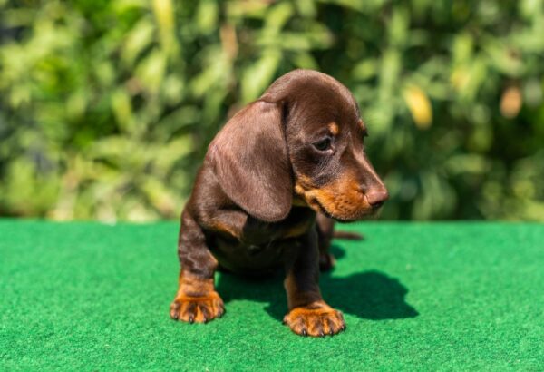 Hulk Miniature Dachshund