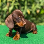 Hulk-miniature-dachshund-puppy-for-sale- (4)