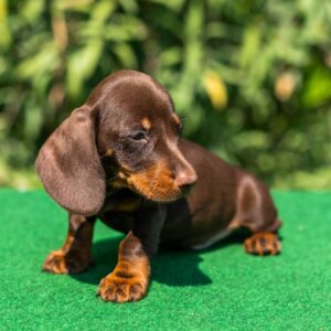 Hulk Miniature Dachshund