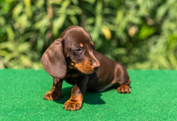 Hulk Miniature Dachshund